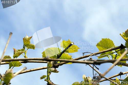 Image of New green leaves of grapes