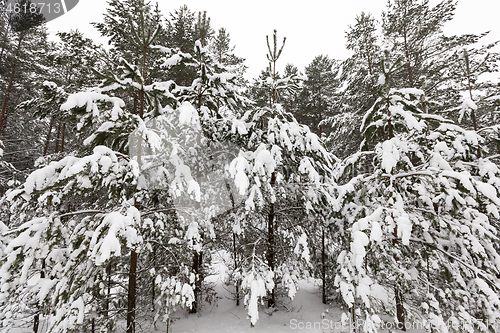 Image of Trees in the forest in winter