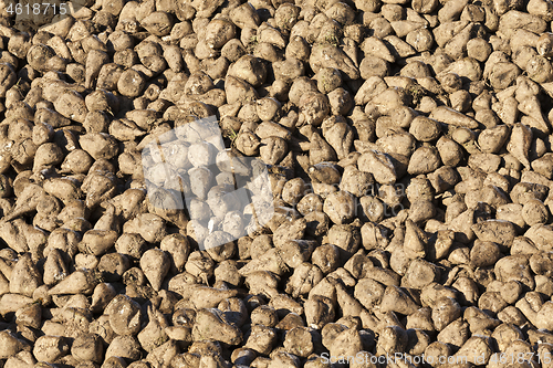 Image of beet crop in the field