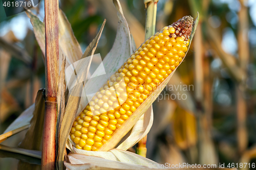 Image of agriculture, corn closeup