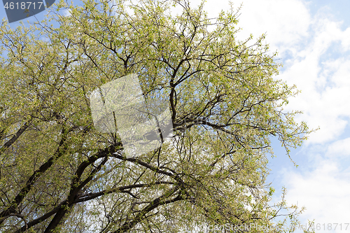 Image of flowering willow, close-up