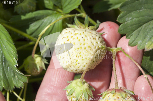 Image of close up strawberries