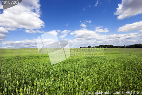 Image of Field with green grass
