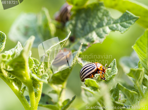 Image of Colorado potato beetle