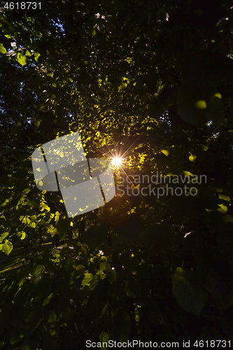 Image of Sun shining through trees