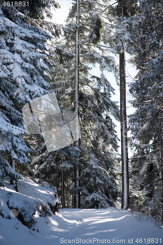 Image of winter landscape in forest at sunset