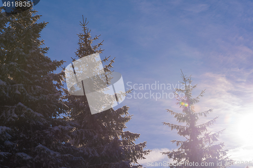 Image of winter landscape in forest at sunset