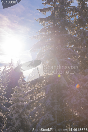 Image of winter landscape in forest at sunset