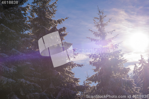 Image of winter landscape in forest at sunset