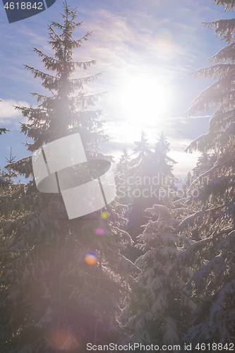 Image of winter landscape in forest at sunset