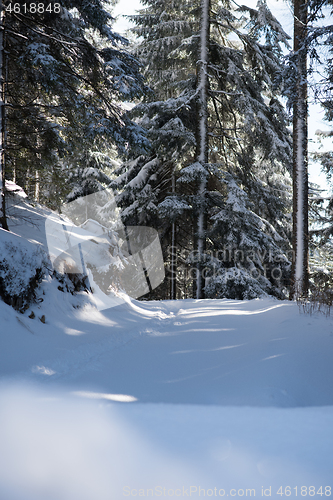 Image of winter landscape in forest at sunset