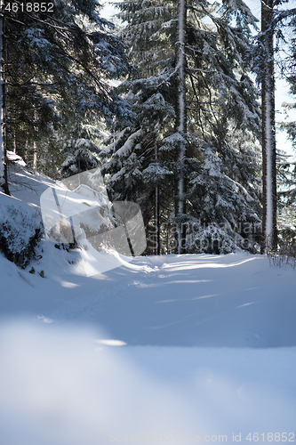 Image of winter landscape in forest at sunset