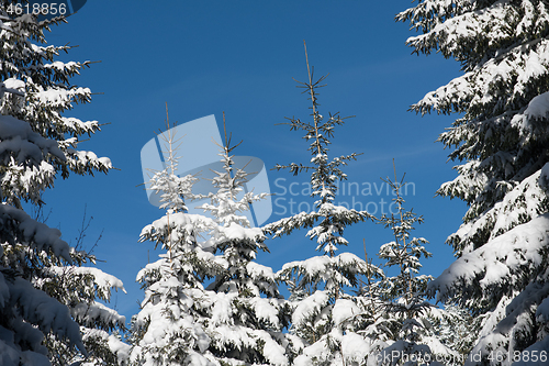 Image of winter landscape in forest at sunset