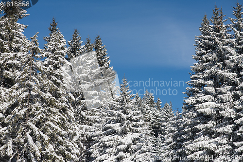 Image of winter landscape in forest at sunset