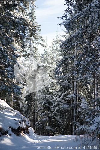 Image of winter landscape in forest at sunset