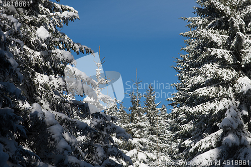 Image of winter landscape in forest at sunset