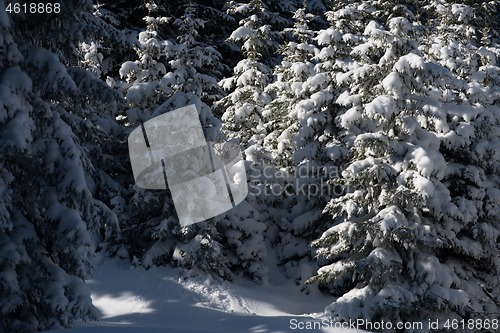 Image of winter landscape in forest at sunset