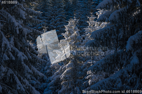 Image of winter landscape in forest at sunset