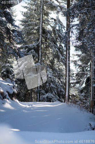 Image of winter landscape in forest at sunset