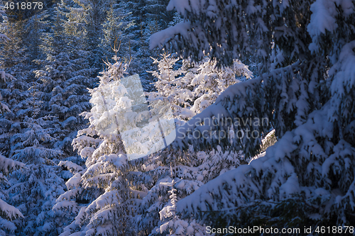 Image of winter landscape in forest at sunset