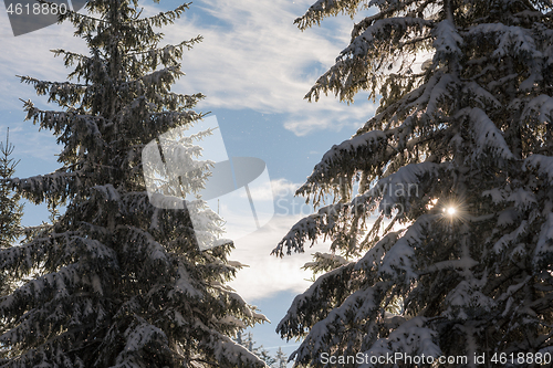 Image of winter landscape in forest at sunset