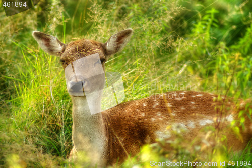 Image of Resting Doe