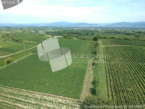 Image of aerial view of a vineyard in Breisgau, Germany