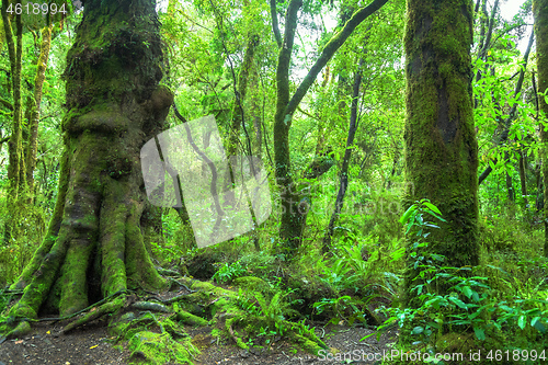 Image of Jungle New Zealand