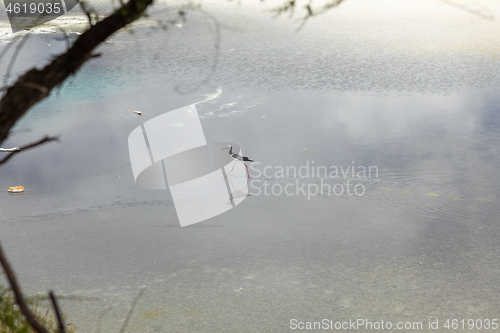 Image of Pied Stilt in New Zealand standing in water