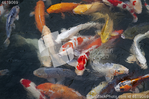 Image of Many multicolored Koi fish swimming in pond