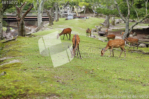 Image of Wild deers walking around in Omoto Park, Japan