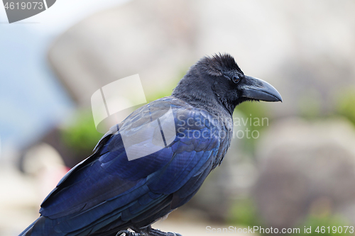 Image of A Japanese large-billed crow, Corvus macrorhynchos japonensis