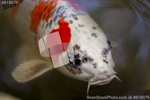 Image of Exotic Koi fish carp swimming in pond