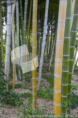 Image of bamboo trunks in Bamboo Forest, Hiroshima, Japan.