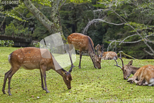 Image of Wild deers walking around in Omoto Park, Japan