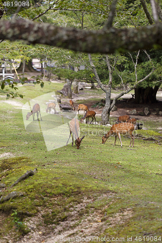 Image of Wild deers walking around in Omoto Park, Japan