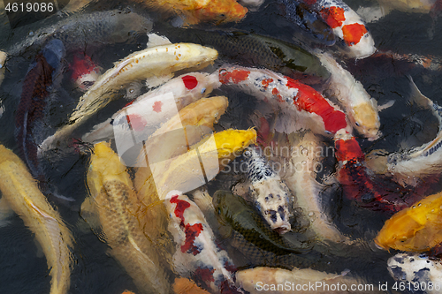 Image of Many multicolored Koi fish swimming in pond