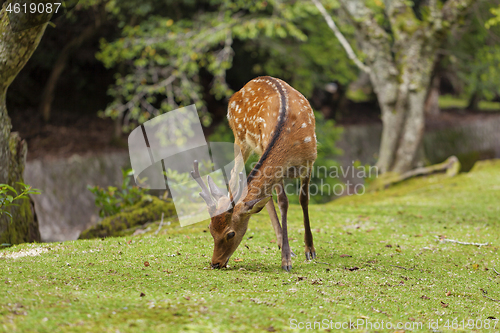 Image of Wild deers walking around in Omoto Park, Japan