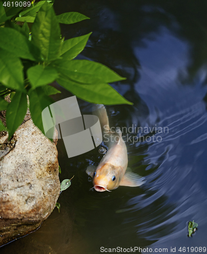 Image of Exotic Koi fish carp swimming in pond