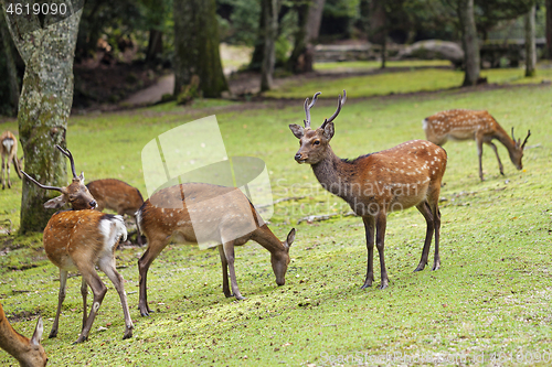 Image of Wild deers walking around in Omoto Park, Japan