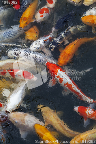 Image of Many multicolored Koi fish swimming in pond