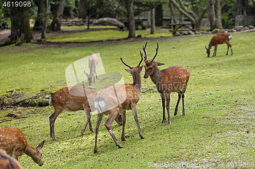 Image of Wild deers walking around in Omoto Park, Japan