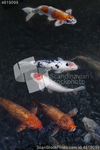 Image of Many multicolored Koi fish swimming in pond