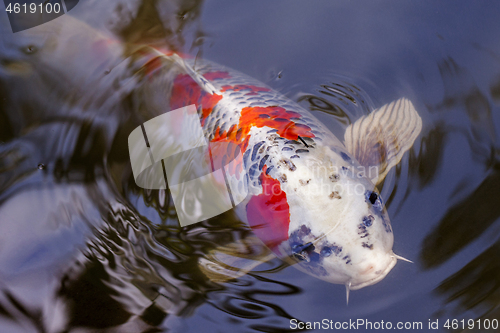 Image of Exotic Koi fish carp swimming in pond