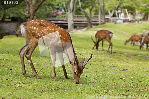 Image of Wild deers walking around in Omoto Park, Japan