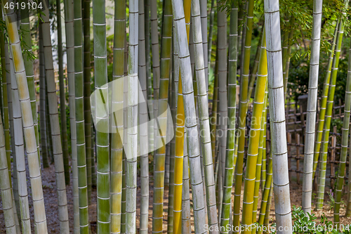 Image of bamboo trunks in Bamboo Forest, Hiroshima, Japan.