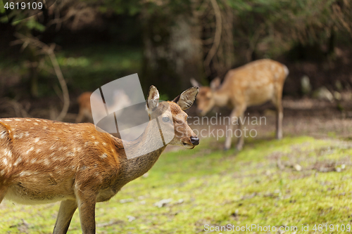 Image of Wild deers walking around in Omoto Park, Japan