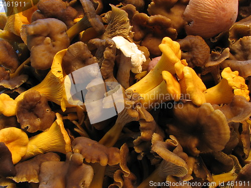 Image of Chanterelles