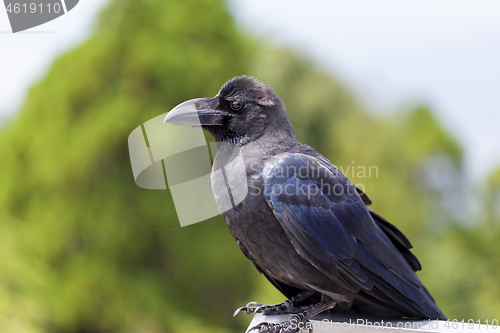 Image of A Japanese large-billed crow, Corvus macrorhynchos japonensis