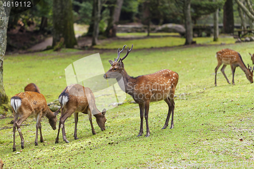 Image of Wild deers walking around in Omoto Park, Japan